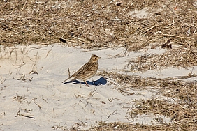 Feldlerche auf Sandboden am Spülsaum