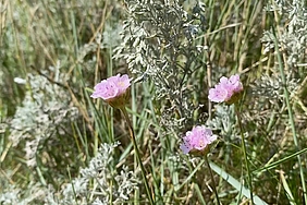 Strandwermut und Grasnelken