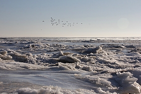 Packeis im Watt mit Vogelschwarm