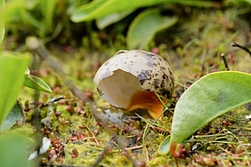 Zerstörtes Ei einer Seeschwalbe