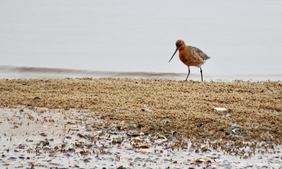 Eine rostbraune Pfuhlschnepfe sucht im Wattenmeer nach Nahrung 