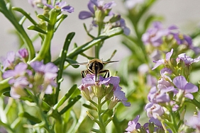 Schwebfliege auf Meersenf