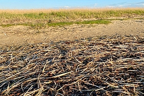 Vogelfedern im Spülsaum