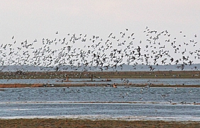 Vogelschwarm über überfluteten Salzwiesen