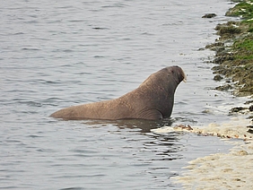 Walross im Wasser