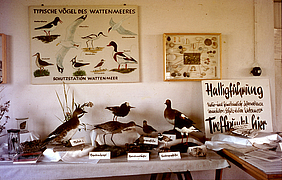 In der Ausstellung Biggerhus auf Hallig Hooge