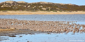 Ein großer Schwarm taktischer Vögel sitzt dicht gedrängt an der Wasserkante 