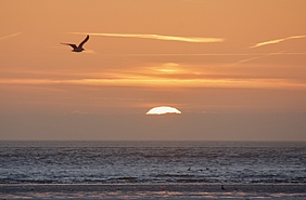 Möwe fliegt über der Abendsonne