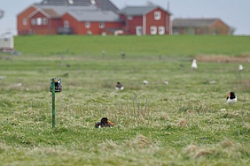 Austernfischer brütet neben Nestkamera