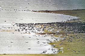 Vogelschwarm im Vorland