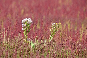 Strandaster in roter Quellerwiese