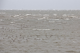 Vogelschwarm über dem Wasser, im Hintergrund Hallig Süderoog.