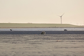 Drei Seehunde auf Sandbank