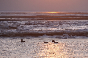 Enten schwimmen zwischen Eisflächen