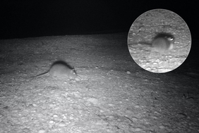 Ratte plündert nachts Nest einer Seeschwalbe
