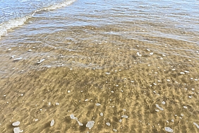 Heringsschwarm in Flachwasser