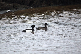 Schwimmende Reiherenten