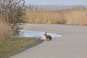 Hase bei Sturm im Vorland