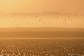 Vogelschwarm im Morgenlicht über dem Watt