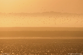 Vogelschwarm im Morgenlicht über dem Watt