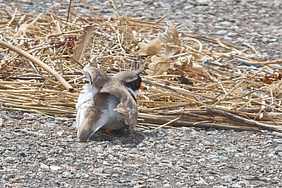 Sandregenpfeifer mit hängendem Flügel am Deich