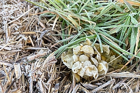 Eiballen der Wellhornschnecke im Spülsaum