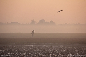 Person und Möwe im Morgennebel am Watt.