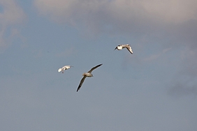 Fliegende Lachmöwen