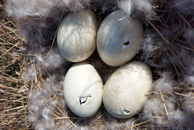 Nest der Graugans mit vier von den Küken angepickten Eiern