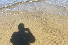 Heringsschwarm vor Schatten
