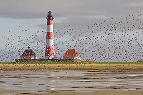 Vogelschwarm am Watt vor Westerhever