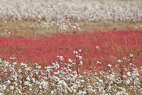 Weiße und rote Farbflächen