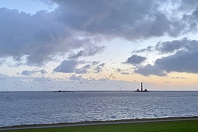 Gänse Landunter Leuchtturm