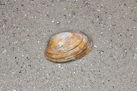 Teppichmuschel am Strand