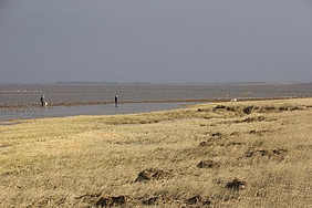 Wanderer, freilaufende Hunde, auffliegende Vögel