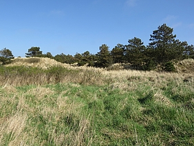 Büsche und Bäume in Dünen