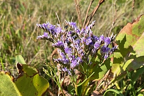 Strandflieder in voller Blüte