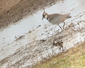 Ein Kiebitz mit Küken im Watt vor Sylt