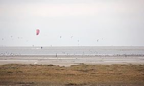 Kitesurfer und Vogelschwärme