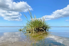 Schlickgras im flachen Wasser