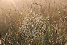 Spinnennetz und Tautropfen