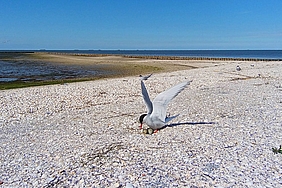 Küstenseeschwalben brüten auf Hallig Hooge