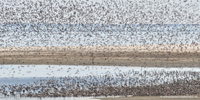 Tausende arktische Vögel bilden riesige Vogelschwärme von der Küste von Sylt 