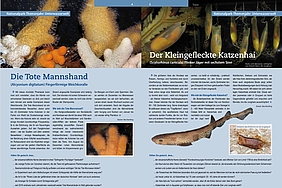 wm_2020-4_Mannshand_Katzenhai