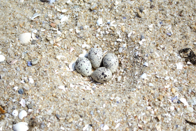 Gelege des Sandregenpfeifers mit 4 Eiern
