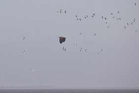 Seeadler und Schwarm aufgeflogener Austernfischer