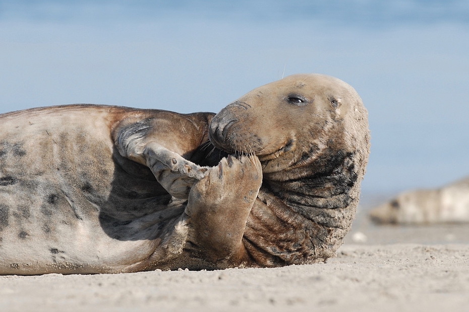 Kegelrobbe am Strand