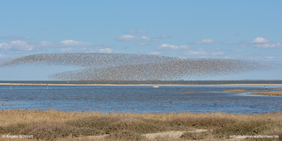 Die vielen Vogelschwärme bilden eindrucksvolle Vogelwolken an der Küste von Hörnum 