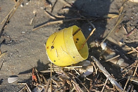 Deckel eines Plastik-Überraschungseies