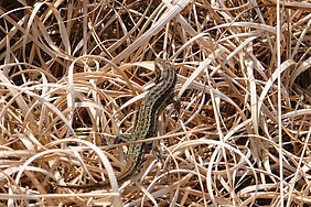 Waldeidechse auf Vegetation